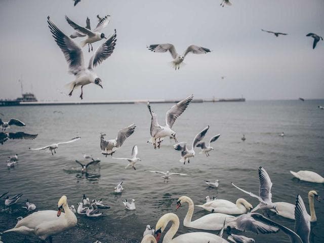 Vintage Course Notes Vol.420