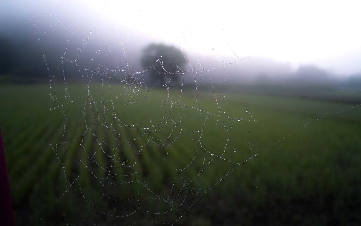 Dark Pattern Set Vol.183
