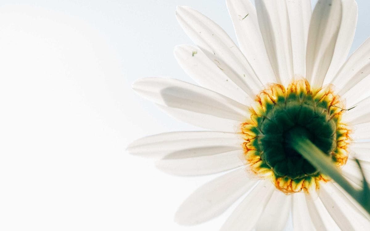 Playful Shape Library Vol.342