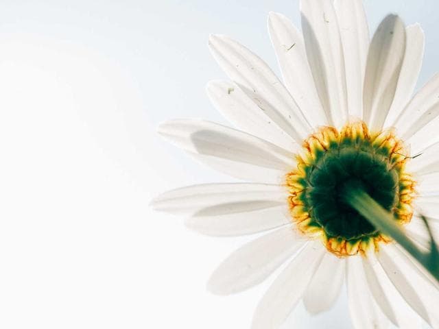 Playful Shape Library Vol.342